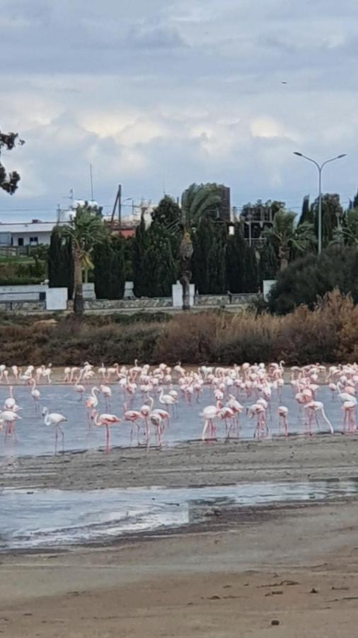 Must Stay - Sea & Salt Lake Panoramic View Apt Larnaca Extérieur photo